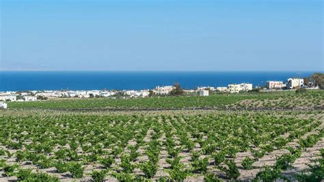 Vinice na ostrove Santorini s vulkanickou pôdou