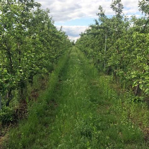 Ilustrácia ovocného sadu s dozrievajúcimi slivkami