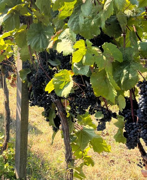 Hrozno na výrobu ružového vína