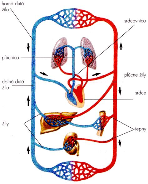 Diagram srdca a cievneho systému