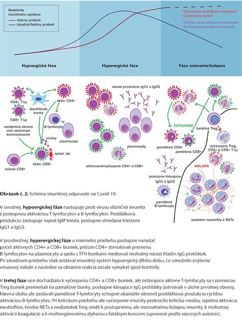 Schematické znázornenie imunitného systému