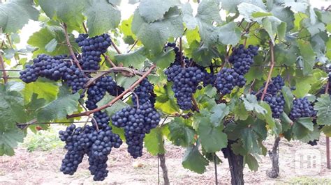 Vinice s hrozny Ryzlinku vlašského