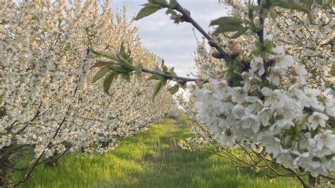 Slivkový sad pri západe slnka
