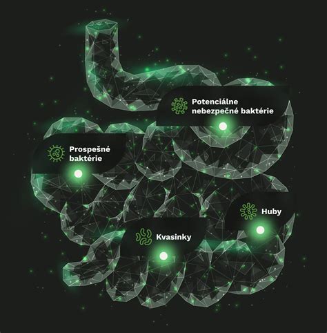 Ilustrácia črevného mikrobiómu