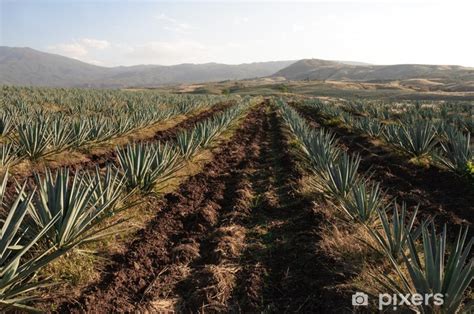 Mexické pole s agáve