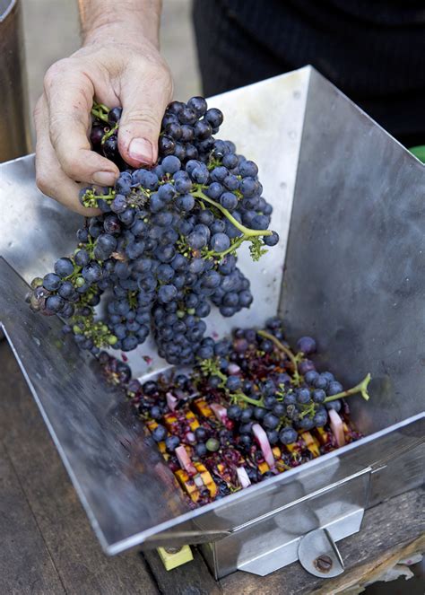 lisovanie zmrznutého hrozna