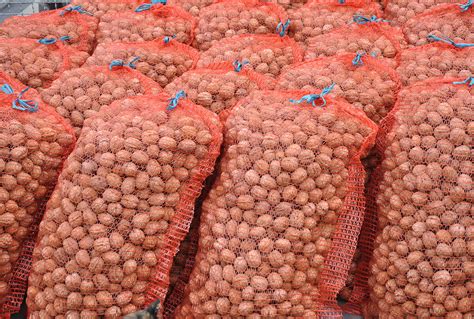 Zber mladých zelených orechov