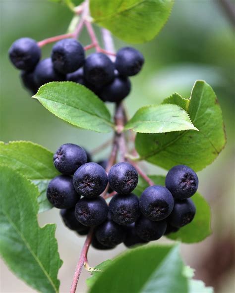 Arónia čiernoplodá ker s plodmi