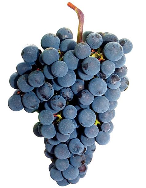 Detail vinnej révy s hroznom