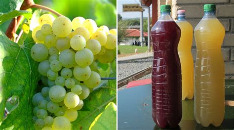 Ilustrácia správneho a nesprávneho skladovania burčiaku