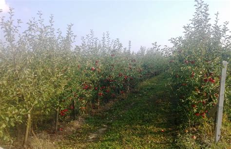 Obraz znázorňujúci tradičné slovenské ovocné sady