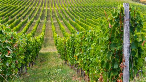 Tokajské vinohrady s hmlou