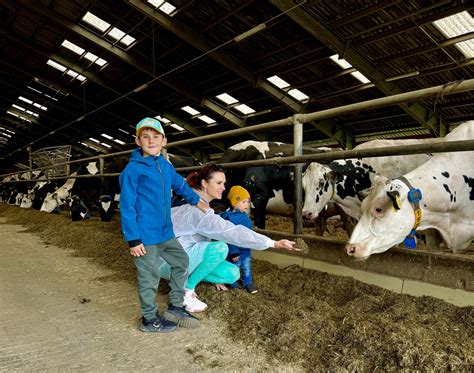 Farma v regióne Auvergne s pasúcimi sa kravami