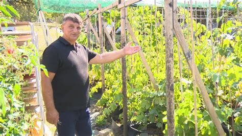 Ilustrácia rôznych odrôd hrozna