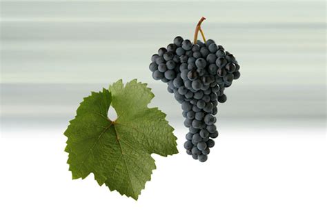 Ilustrácia vinohradu a hrozna