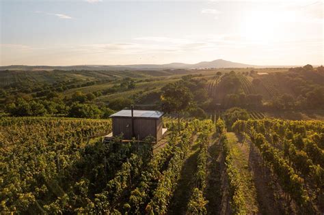Ilustračná fotografia vinohradu v Nemecku