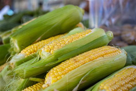 Čerstvá kukurica v klasoch