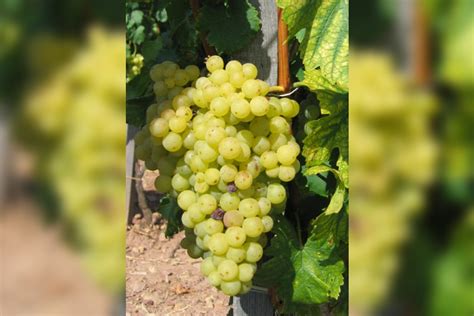 vinice s hroznom Iršai Oliver