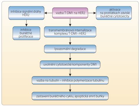 Schema účinku inhibítorov cholínesterázy