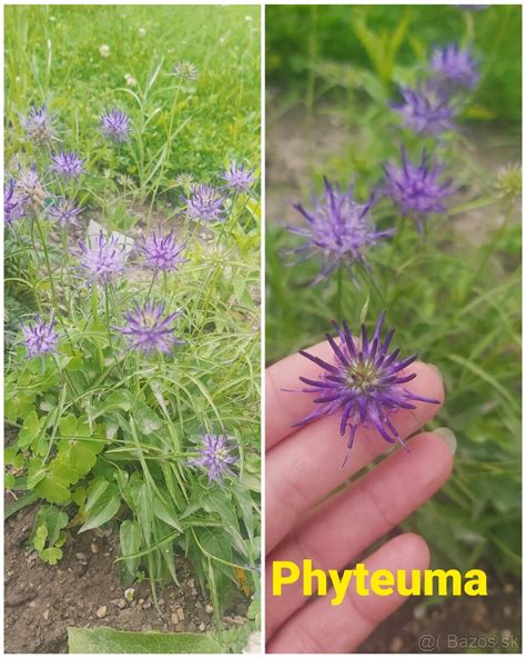 Ilustrácia rôznych Bachových kvetov