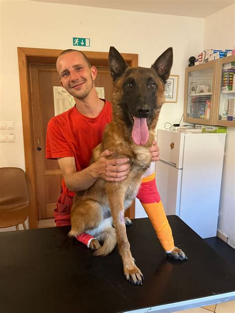 záchranársky pes v akcii