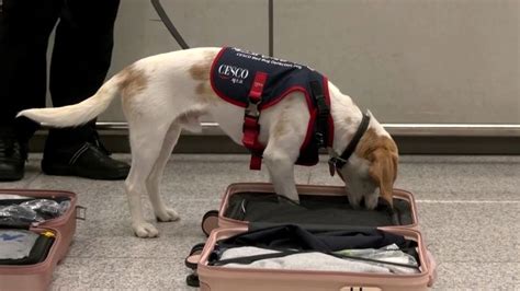 pes cvičený na nález