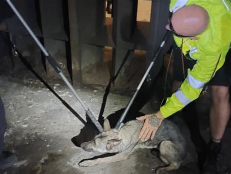 záchranársky pes v ruinách