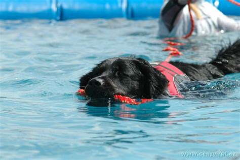 výcvikové centrum pre záchranárske psy