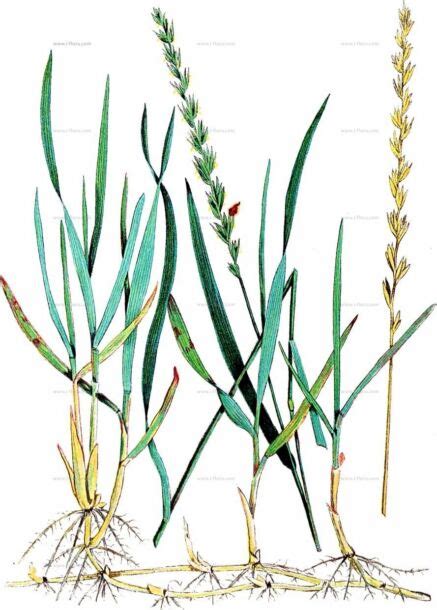 Bylina pýr plazivý