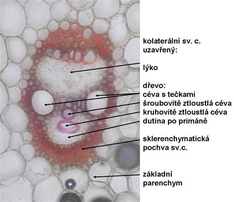 Ilustrácia koreňa pýru plazivého