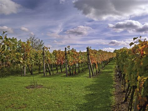 Vinohrady v okolí Skalice