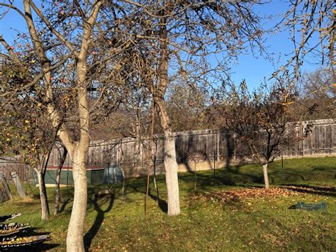 Tradičná slovenská dedina s ovocnými stromami