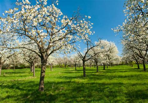 Ovocný sad ako zdroj suroviny pre domácu pálenku