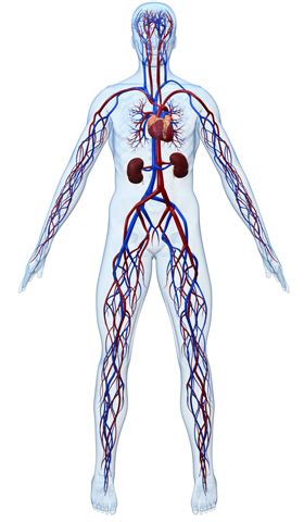 Ilustrácia ľudského tela s prietokom krvi na povrchu