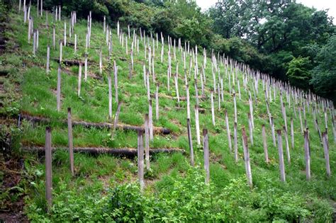 Vinohrad na svahu s hroznovými kríkmi
