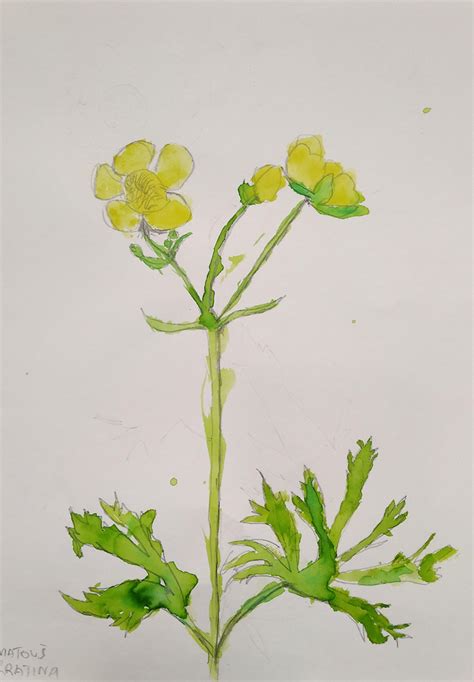 Botanická kresba koreňa horca žltého