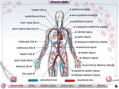 Schéma obehu alkoholu v tele