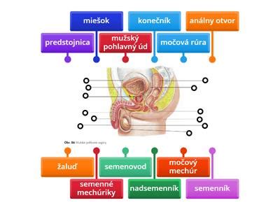 Mužská reprodukčná sústava a spermie