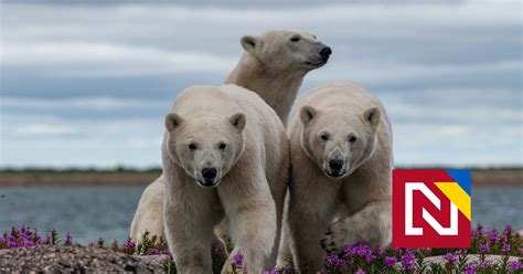 Fľaša piva Bieleho medveďa