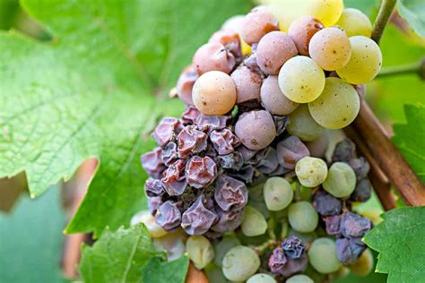 Hrozno Botrytis cinerea
