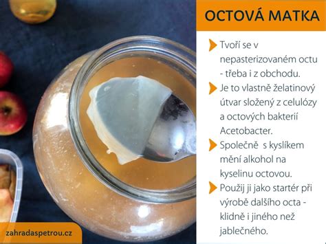 Octová plesňová kultúra