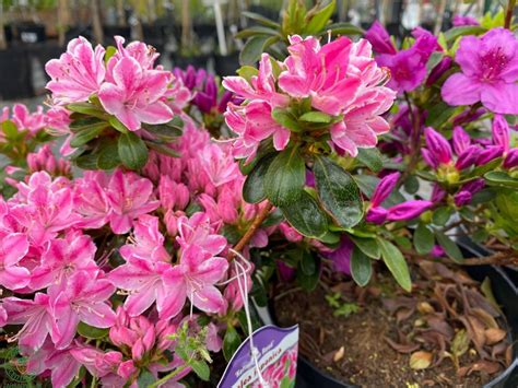 Ilustrácia benediktínskeho mnícha v kláštorných záhradách