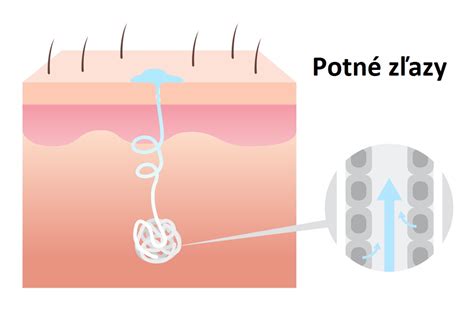 Potné žľazy v koži