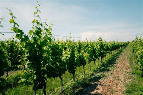 Vinice v Topoľčiankach