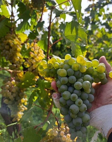 Vinica Rizlingu vlašského