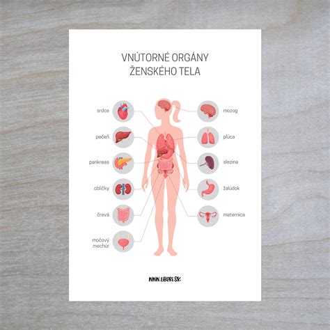 Infografika zobrazujúca orgány poškodené alkoholom