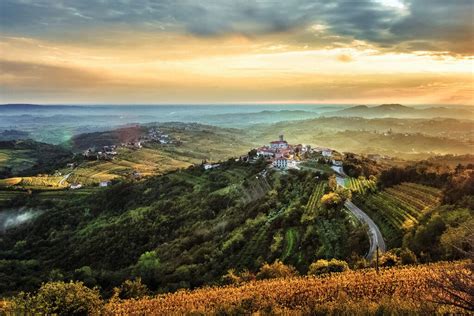 Vinohrady Movia v Goriška Brda