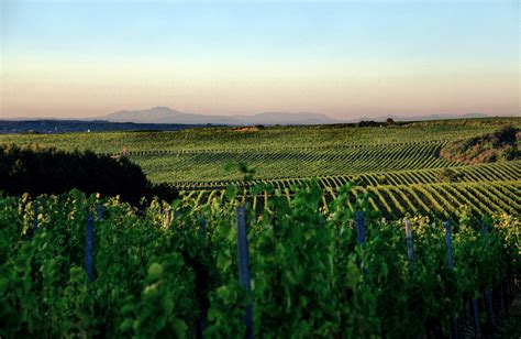 Vinice Rizlingu vlašského