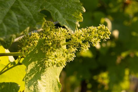 Proces opelenia kvetu viniča