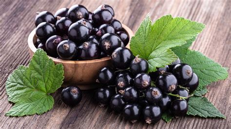 Čerstvé čierne ríbezle v miske